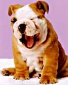 Funny Crafty Dog Winking in funny animal photos.